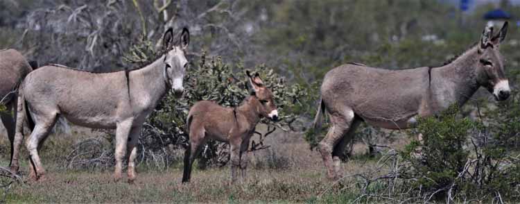 donkeys